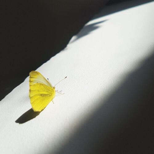 Trespassing Light
